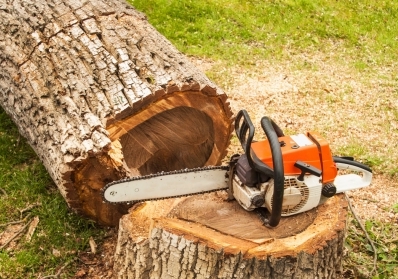 Low-Impact Tree Removal: Protecting Your Property and the Environment blog image