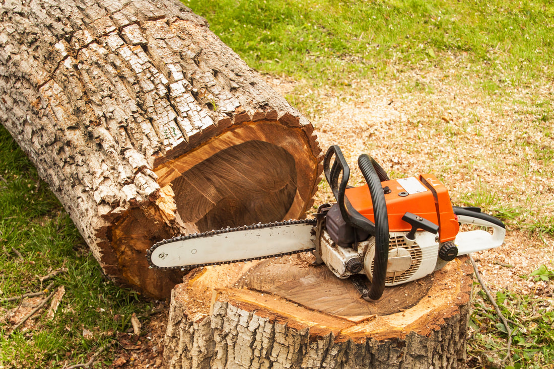 Low-Impact Tree Removal: Protecting Your Property and the Environment hero image